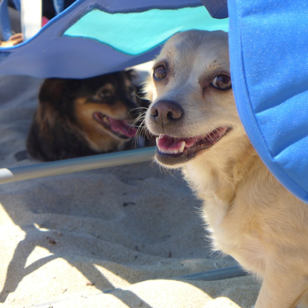 Meet your Posher, Corissa